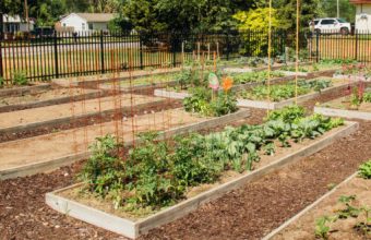 Learn & Grow – Our Mission Focus