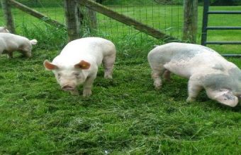 The Hudsonville Fair, Hogs, and 4-H