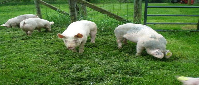 The Hudsonville Fair, Hogs, and 4-H