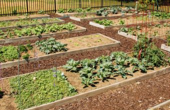 Rent a Garden Plot this Summer