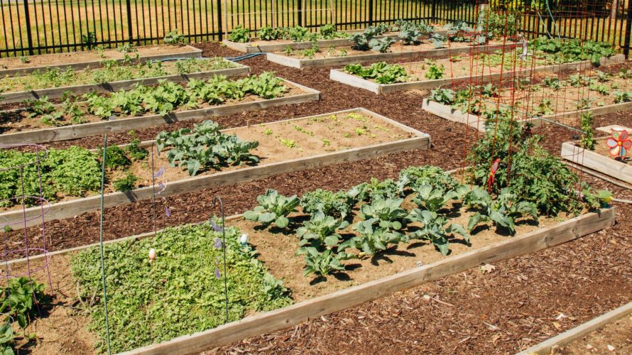Rent a Garden Plot this Summer