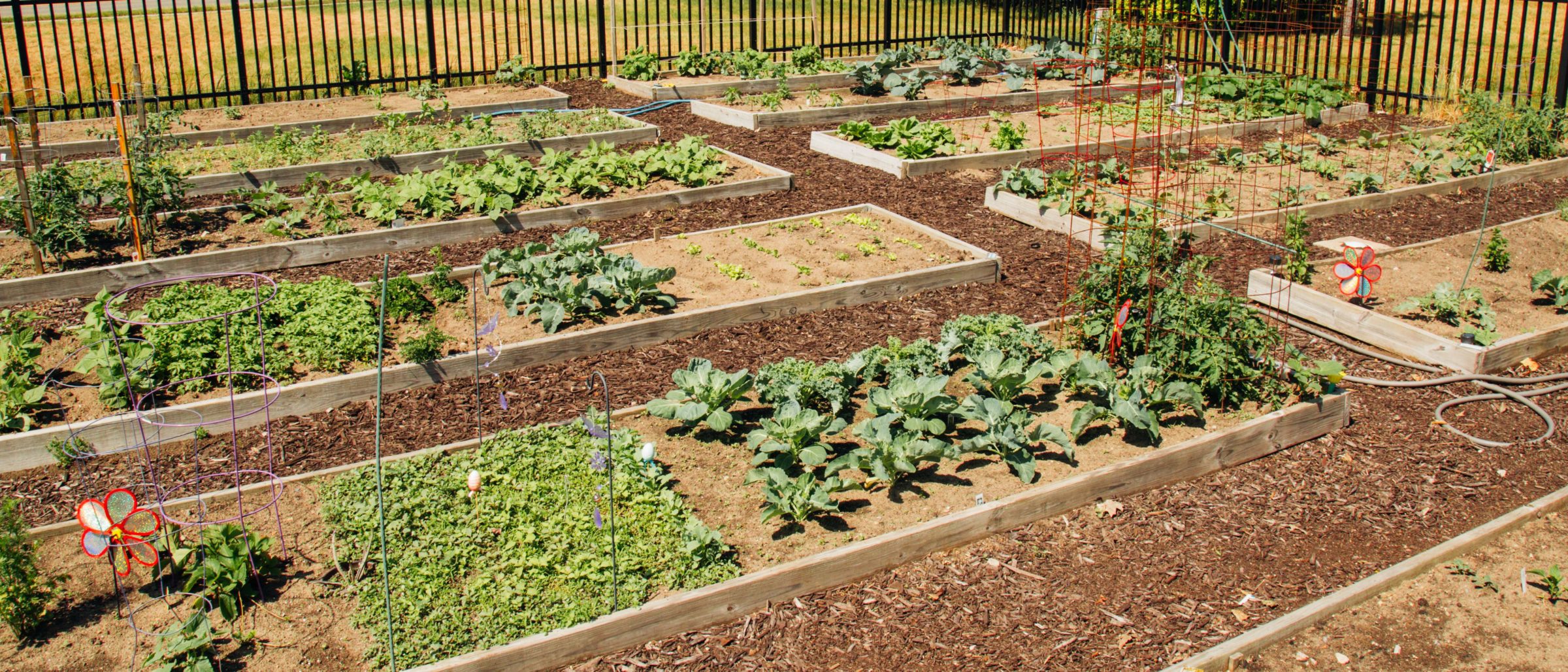 Rent a Garden Plot this Summer